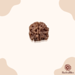 1 Mukhi Rudraksha - Nepal - 16MM to 20MM - view 2