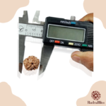 1 Mukhi Rudraksha - Nepal - 16MM to 20MM - view 3