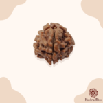 1 Mukhi Rudraksha - Nepal - 16MM to 20MM