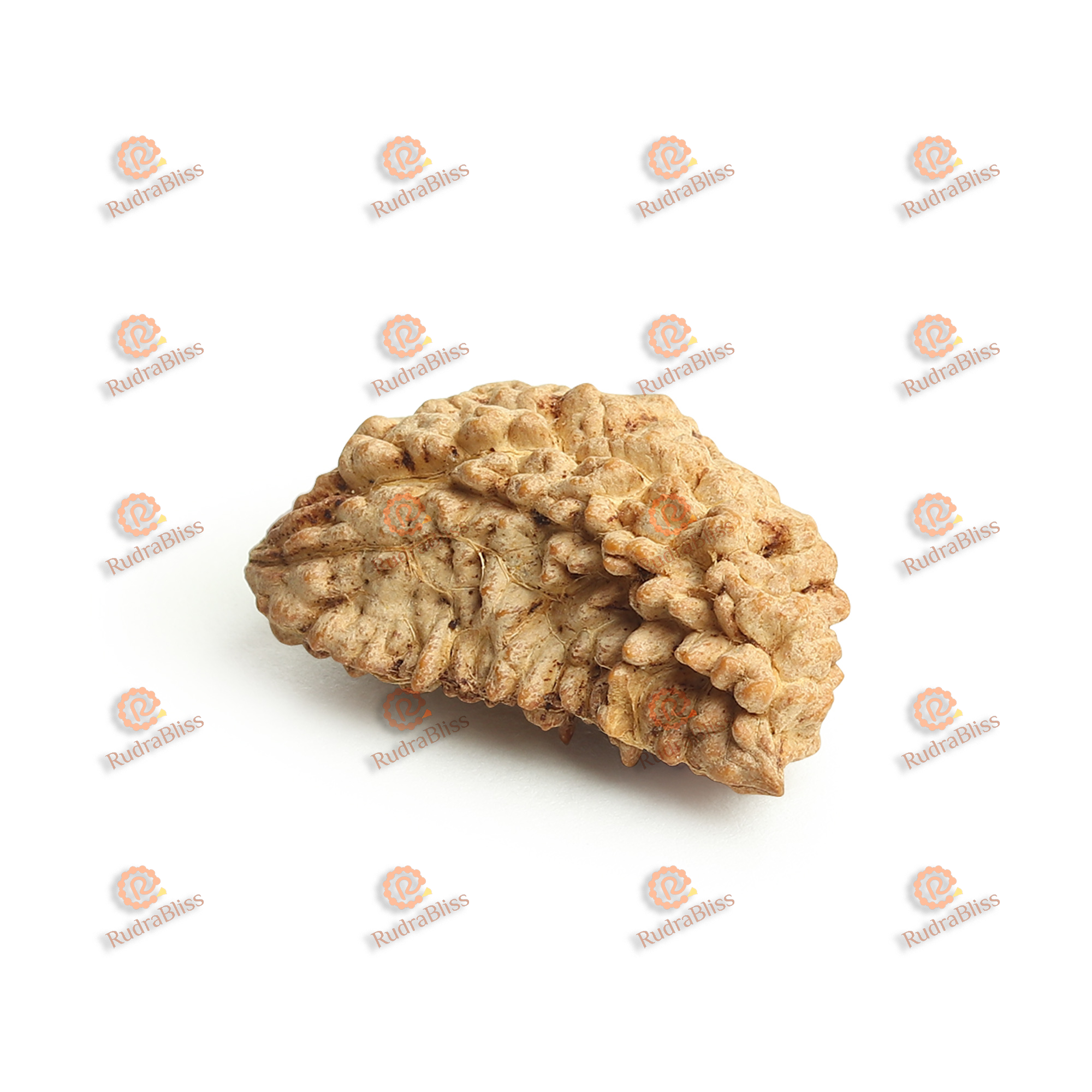 Natural 1 Mukhi Rudraksha Kaju Shape