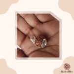 1 Mukhi Rudraksha - Nepal - 21mm - view 3