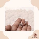 1 Mukhi Rudraksha (Gol Dana) Nepal - 18mm - view 4