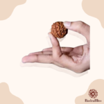1 Mukhi Rudraksha (Gol Dana) Nepal - 18mm - view 2
