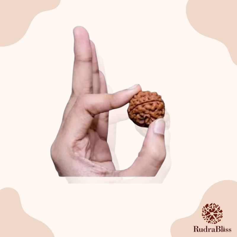 1 Mukhi Rudraksha (Gol Dana) Nepal - 18mm