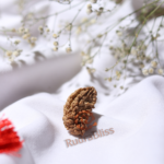 Natural 1 Mukhi Rudraksha Kaju Shape - view 5