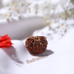 10 Mukhi Rudraksha - Nepal - 20mm size - view 4