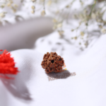 3 Mukhi Rudraksha Nepal - Medium - view 2