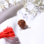 3 Mukhi Rudraksha Nepal - Medium - view 4