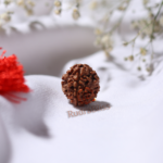 3 Mukhi Rudraksha Nepal - Medium - view 3