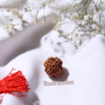 4 Mukhi Rudraksha - Nepal - 18mm-20mm - view 2