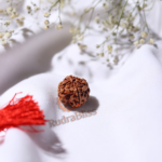 4 Mukhi Rudraksha - Nepal - 18mm-20mm - view 4