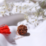 4 Mukhi Rudraksha - Nepal - 18mm-20mm - view 3