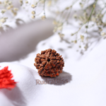 5 Mukhi Rudraksha - Nepal - 25mm (Collector Bead) - view 2