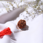 5 Mukhi Rudraksha - Nepal - 25mm (Collector Bead) - view 4