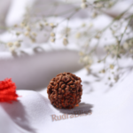 5 Mukhi Rudraksha - Nepal - 25mm (Collector Bead) - view 3