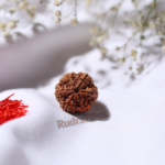 6 Mukhi Rudraksha Nepal - 18mm-20mm - view 2