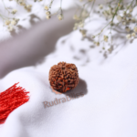 6 Mukhi Rudraksha Nepal - 18mm-20mm - view 4