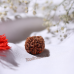 6 Mukhi Rudraksha Nepal - 18mm-20mm - view 3