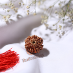 7 Mukhi Rudraksha Nepal - 20mm Size - view 4