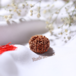 7 Mukhi Rudraksha Nepal - 20mm Size - view 3