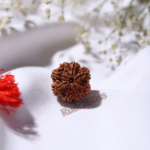 Natural Nepal 8 Mukhi Rudraksha 16-18mm - view 2