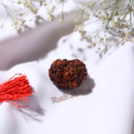 9 Mukhi Rudraksha - Nepal - 15mm Size - view 2