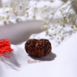 9 Mukhi Rudraksha - Nepal - 15mm Size - view 4