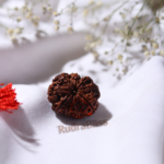 9 Mukhi Rudraksha - Nepal - 15mm Size - view 3