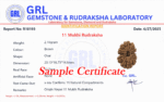 11 Mukhi Rudraksha - Nepal - 17mm - view 4