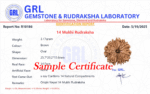 14 Mukhi Rudraksha - Nepal - 21mm Size - view 4