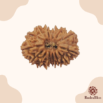 14 Mukhi Rudraksha - Nepal - 24mm Size