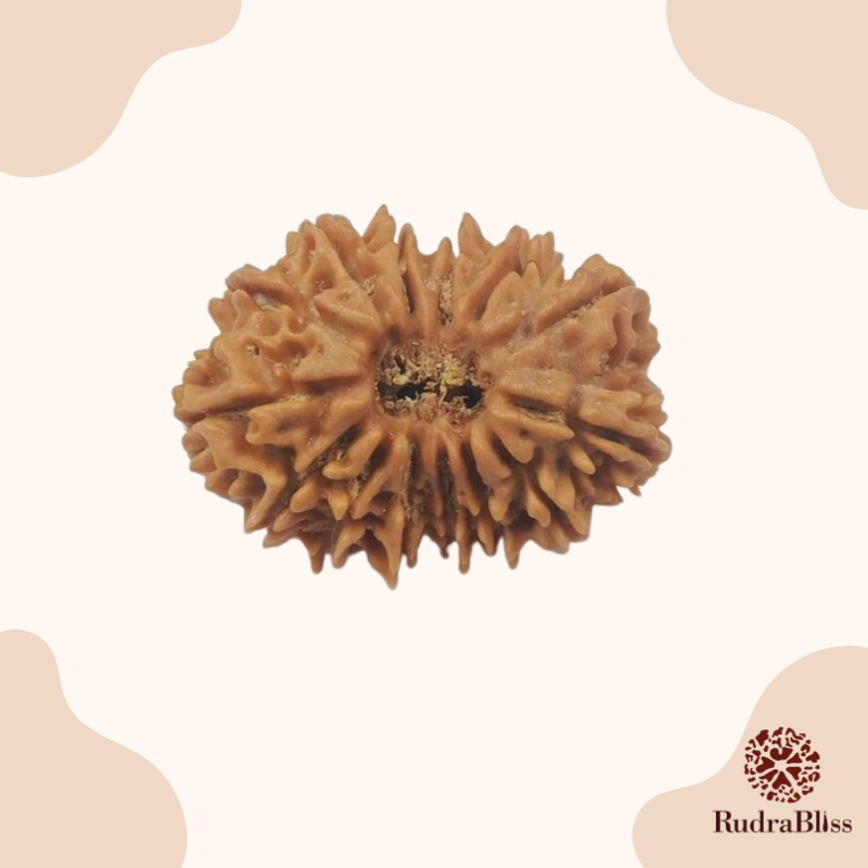 14 Mukhi Rudraksha - Nepal - 24mm Size
