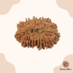 14 Mukhi Rudraksha - Nepal - 24mm Size - view 2