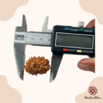 14 Mukhi Rudraksha - Nepal - 24mm Size - view 3
