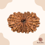 14 Mukhi Rudraksha Nepal 23mm