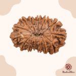 14 Mukhi Rudraksha Nepal 23mm - view 2