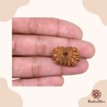 14 Mukhi Rudraksha Nepal 23mm - view 3