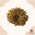 15 Mukhi Rudraksha Nepal 25mm
