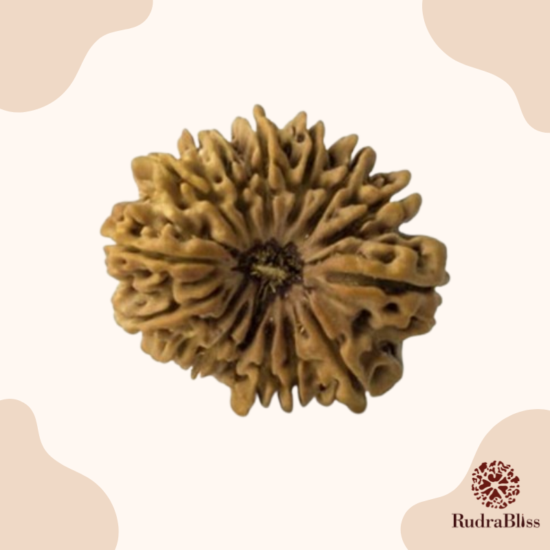 15 Mukhi Rudraksha Nepal 25mm