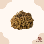 15 Mukhi Rudraksha Nepal 25mm - view 2