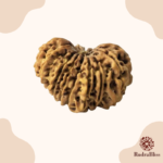 15 Mukhi Rudraksha Nepal 25mm - view 3