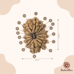 16 Mukhi Rudraksha Nepal 24mm