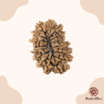 16 Mukhi Rudraksha Nepal 24mm - view 2
