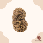 16 Mukhi Rudraksha Nepal 24mm - view 3