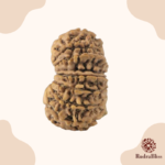 16 Mukhi Rudraksha Nepal 24mm - view 4