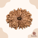 14 Mukhi Rudraksha bead - Nepali collection