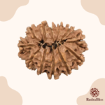 14 Mukhi Rudraksha Nepal 26-30mm - view 2