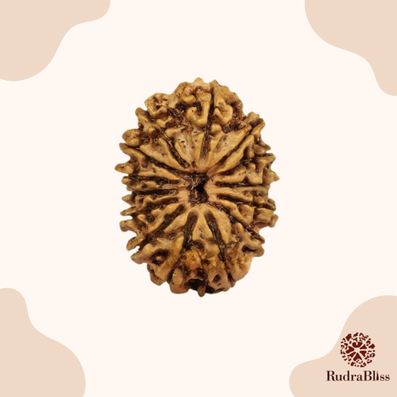 14 Mukhi Rudraksha Nepal 18mm - front view showing natural mukhi lines