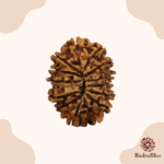 14 Mukhi Rudraksha Nepal 18mm bead - side view