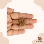 14 Mukhi Rudraksha Nepal 18mm bead - close-up of natural texture